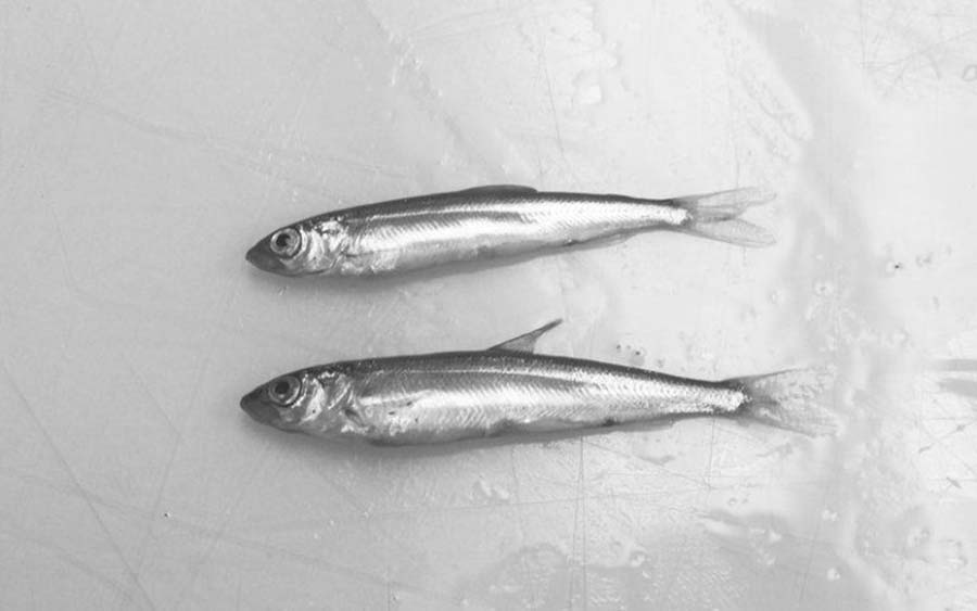 Scientists worry about lake herring crash, say new restrictions may